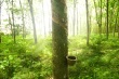 Giá cao su thế giới bất ngờ có biến động mạnh